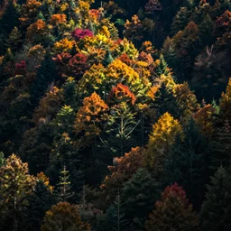 a forest full of colours