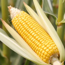 how sweetcorn grow