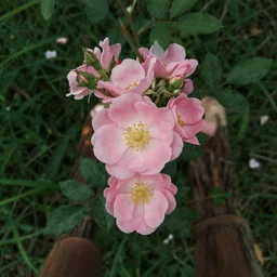 wild.rosejoy