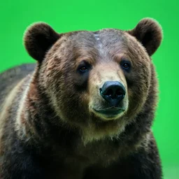 a zombie bear underwater, close up, bright green light, high quality, sharp focus