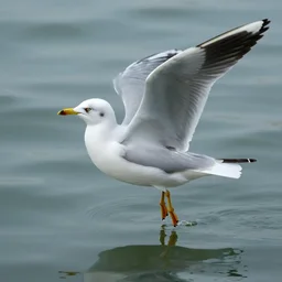 a seagull evolved to live underwater