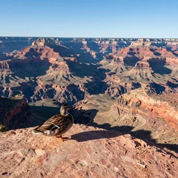 ultra wide angle view of the grand canyon at duck