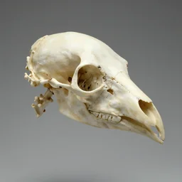 bird head made of bone structure, with diapsid with a pre - lachrymal fossa, a single occipital condyl, bone structure photograph by naturalist museum