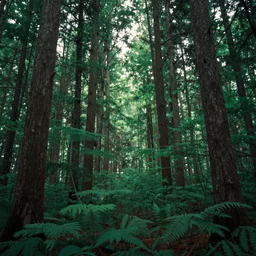 a picture of a forest by an artist on DMT