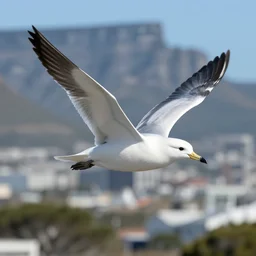 snowy sheathbill flying in front of cape town photo realistic