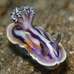 Nudibranch sea slug, macro lens, National Geographic photo, award-winning
