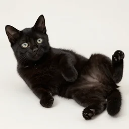 black kitten with beautiful eyes! laying on it ‘ s back showing it ‘ s fluffy belly! while looking at the camera, photorealistic, anatomically correct, sharp focus, 4 k, beautiful,