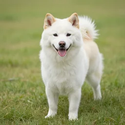 犬, 写 真, 美 しい