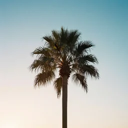 boards of canada palm sightseeing album cover, film, soft lighting gradient. no text, no watermarks.