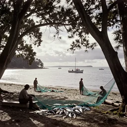 Our ship lay to the northward of Somes' Island, and frequent trips were made of an early morning to haul the fishing-net in Lowry Bay. Large trees there overhung the beach, making it a delightful camping-place. We were always successful with the net, taking large quantities of kahawai, moki, and flounders. 1870s photo, New Zealand.