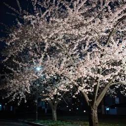 is like a spring gale, come up in the night, blowing open the petals of ten thousand peartrees. cinematic, 3 5 mm lens, anamorphic lens flare, photographic, octane render, cinematography by roger deakins, in the style of ansel adams