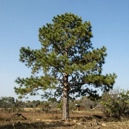 a heavy pine