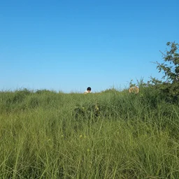 a smallish image