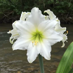 cahaba river alabama, hymenocallis coronaria,