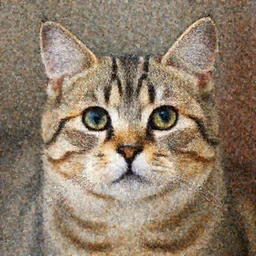 Manx Cat with big round features