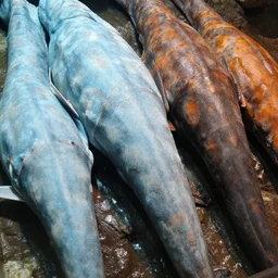 Their skin is very thick and very strong. It's covered lightly in mucous. Their skin colors are mostly light blue, dark orange and dark grey, which tend to become faded as they age.