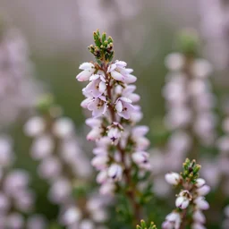blossoming heather macro photograph