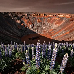 Glade of lupins in the crater of Mars