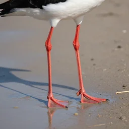 woman on bird legs