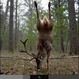 deers that are glitched upside down, trail cam, 4k