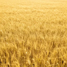 a field of gold. high exposure