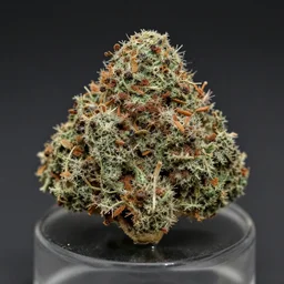 lsd psylocibin dmt marijuana