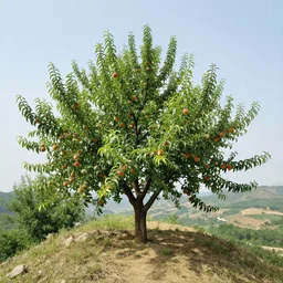 a peach tree full of peaches on a mountain ridge by van gogh