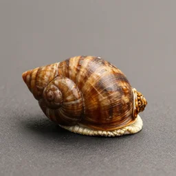 will you snail?