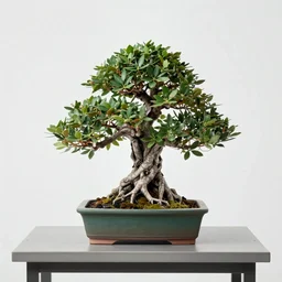 yggdrasil as a bonsai tree in a pot on a nondescript table facebook status photo
