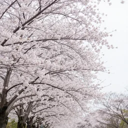 photo of a beautiful cherry blossom tree, low angle shot, soft lighting,