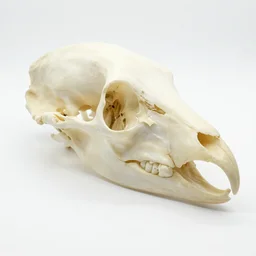 bird head specimens made of bone structure, with diapsid with a pre - lachrymal fossa, a single occipital condyl, photograph by bird skeleton collection