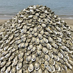 a giant pile of oysters
