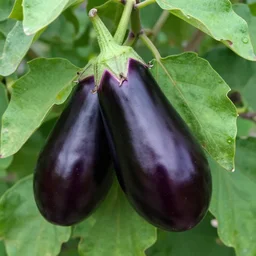 an aubergine