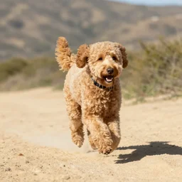 golden doodle running in topanga canyon