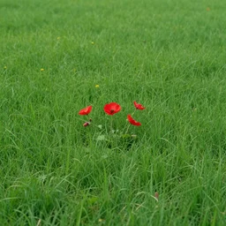 close view of green field with spot of red flowers, artstation