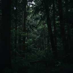 dense forest, gloomy, ambient, wallpaper, digital art