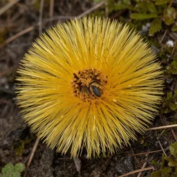 Flavopunctelia flaventior