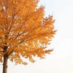 A photograph of a tree with orange leavesz autumn,