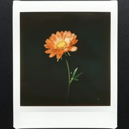 a flower, by pieter bruegel the elder, by wangechi mutu, instax, shot on 7 0 mm, vintage