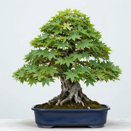 momiji bonsai tree, mini tree, photo,