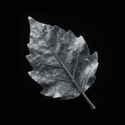 a singular abstract leave on a black background, album cover, cover art, HD, highly detailed, Blender Render