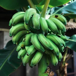 banana country energic green, cinematographic