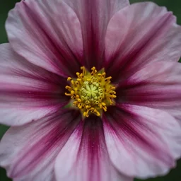 close up photo of a flower ,realistic photo, 4k, 8k