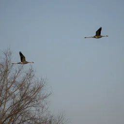 birds n - 9