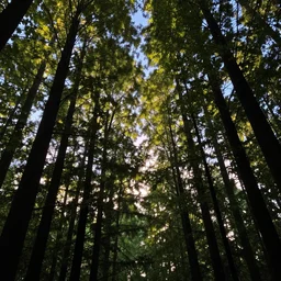 really beautiful forest, evening sky, light passing through leafs