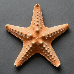 a photo of a giant starfish with a human face at it's center.