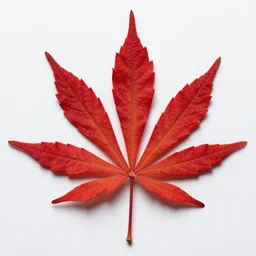 fireleaf is an illegal drug in all kingdoms. it comes from the fireleaf plant and looks like red leaves. when smoked, fireleaf gives the consumer a relaxed feeling and hallucinations in higher doses.
