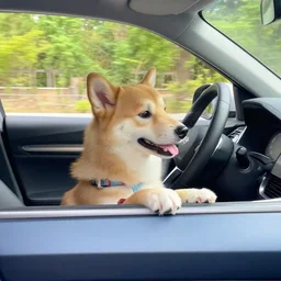 dog driving a car