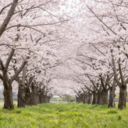 cherry blossom forest