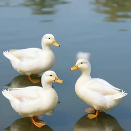 just some ducks please
